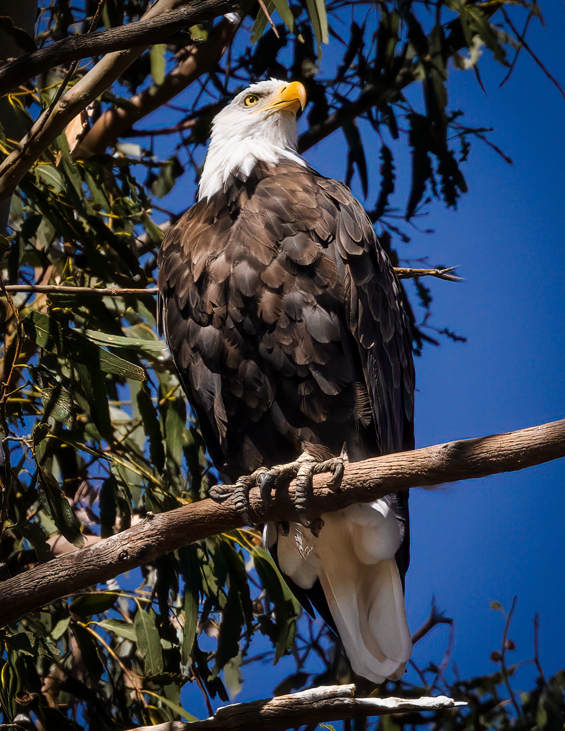 bald eagle